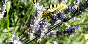 Native flowers attracting bees and butterflies