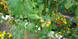 Tomato and marigold plants growing together for companion planting