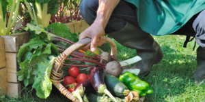 Gardener holding freshly harvested vegetables