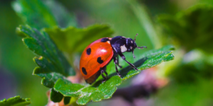 Ladybug on a plant helping with natural pest control