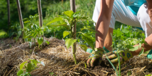 Garden bed covered with straw mulch for moisture retention