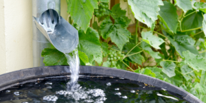 Rain barrel collecting water from a downspout near garden plants