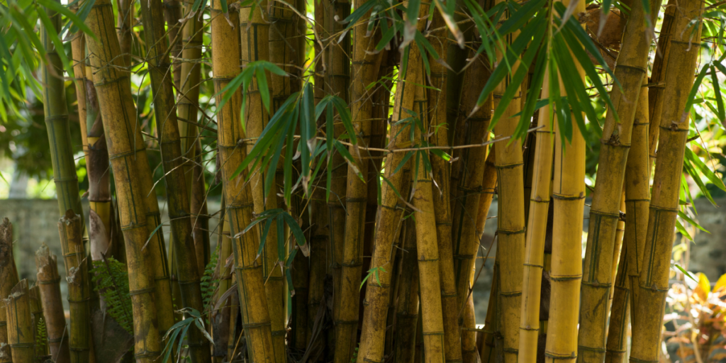 Why Bamboo Is a Great Sustainable Resource